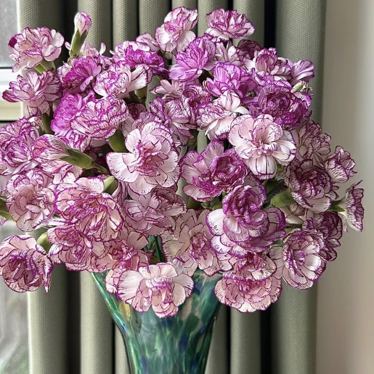 【多瑙河 多头康乃馨】不包邮，一个运费任意拍