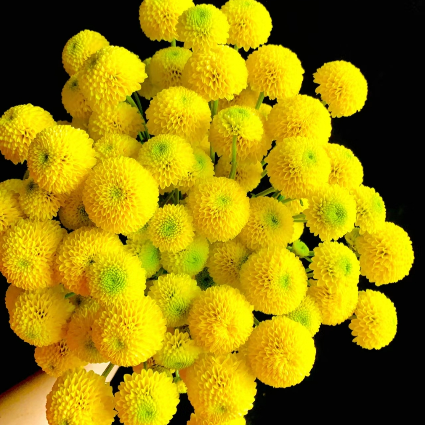 【柠檬酒】小菊不包邮一个运费任意拍  云南鲜花基地直发