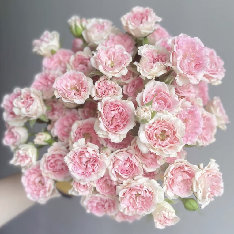 加购【粉LUV】多头玫瑰家用鲜花/花束 云南鲜花基地直发