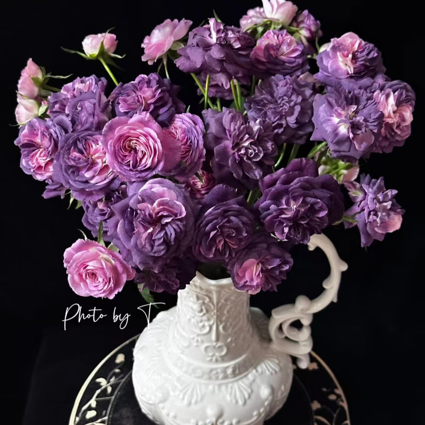  馨源【圣十字军】玫瑰 2单正价包邮，偏远地区有运费