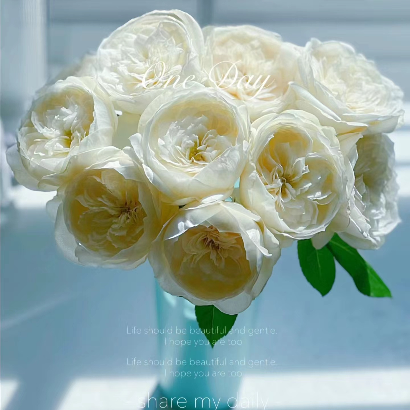 【多头植树】玫瑰不包邮一个运费任意拍，运费单拍