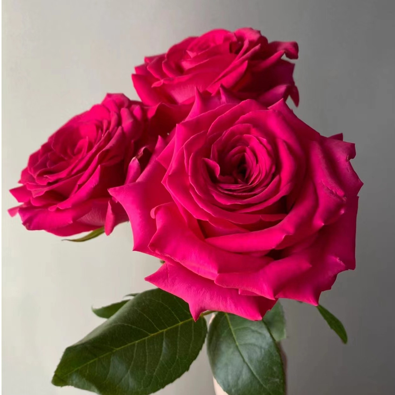 【弗洛伊德】玫瑰不包邮一个运费任意拍，运费单拍