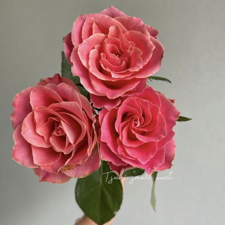 【日本故事】玫瑰不包邮一个运费任意拍，运费单拍