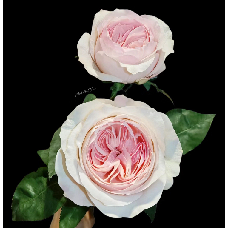 【凯瑟琳】玫瑰不包邮一个运费任意拍  云南鲜花基地直发