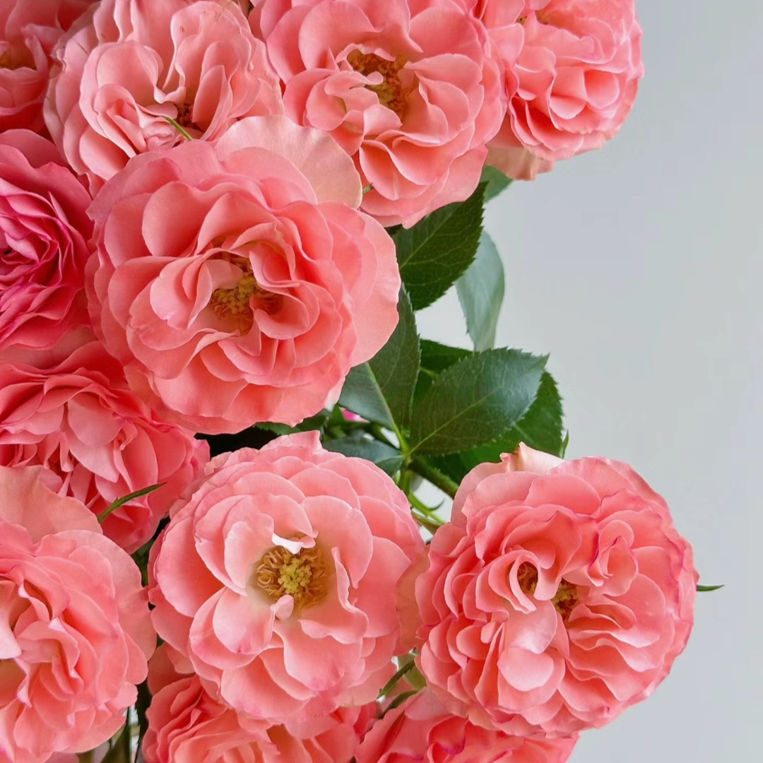 【华尔兹】玫瑰 2单正价包邮 偏远地区有运费 云南鲜花直发