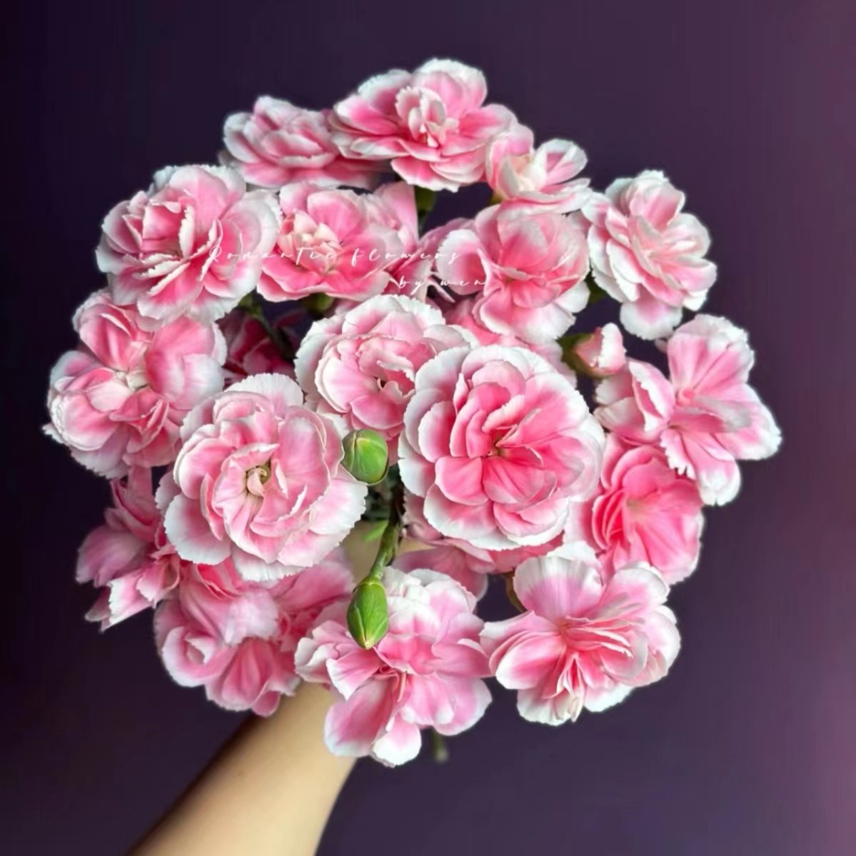 【樱桃太子多头康乃馨】不包邮一个运费任意拍