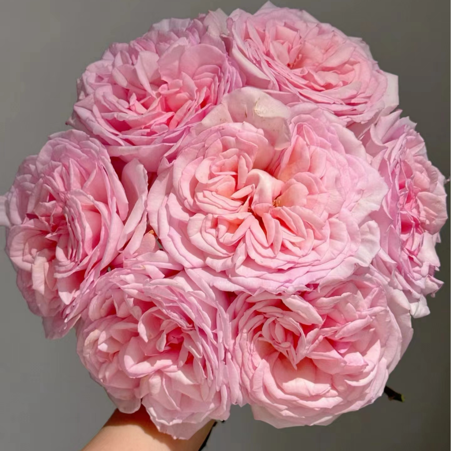 【楚楚动人】玫瑰2单正价包邮 偏远地区有运费 云南鲜花直发