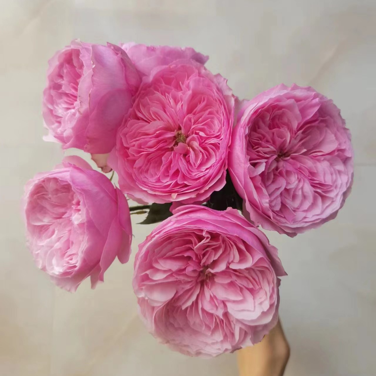 百利信【凯丽】玫瑰家用鲜花/花束  云南鲜花基地直发