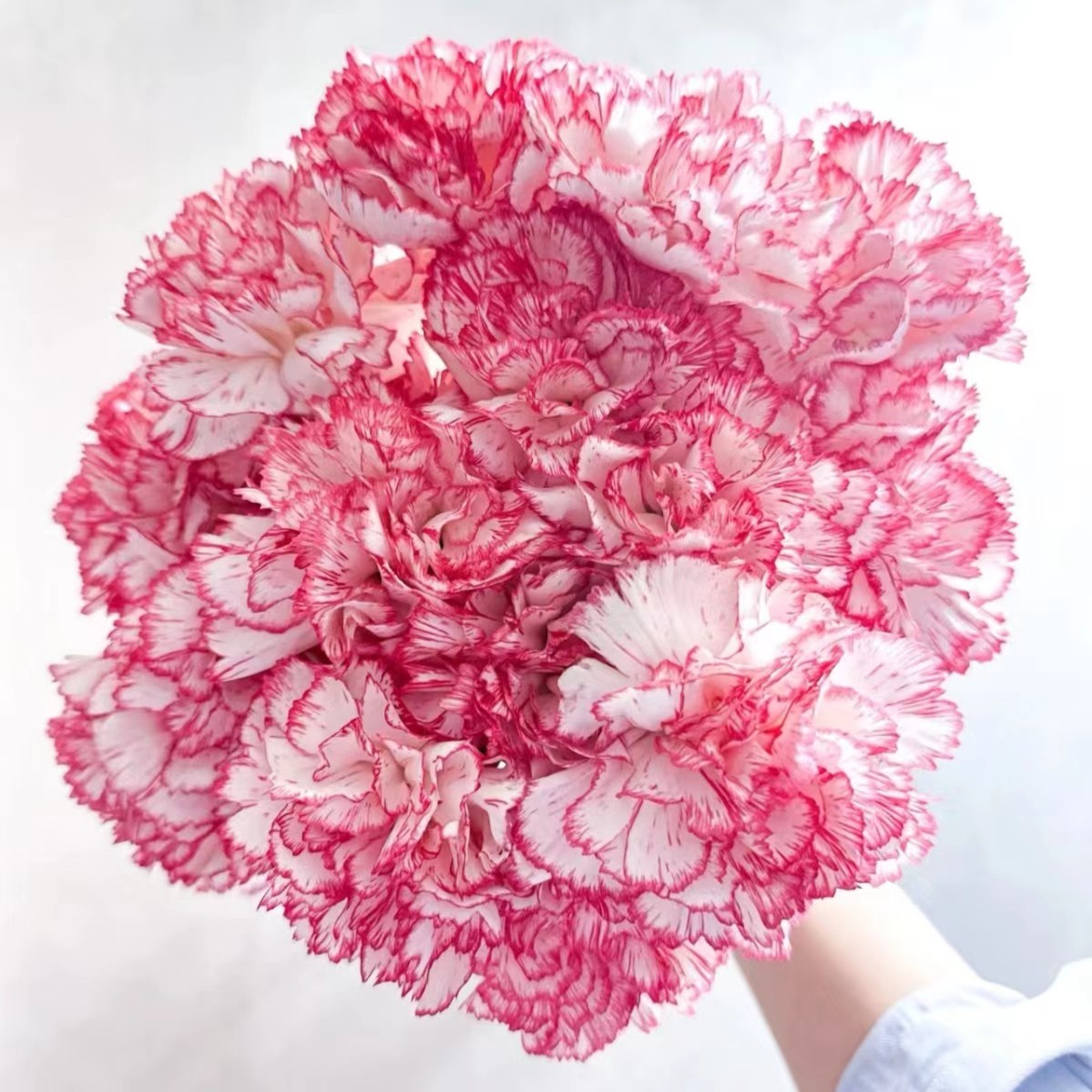 【西雅图】康乃馨家用鲜花/花束   云南鲜花基地直发