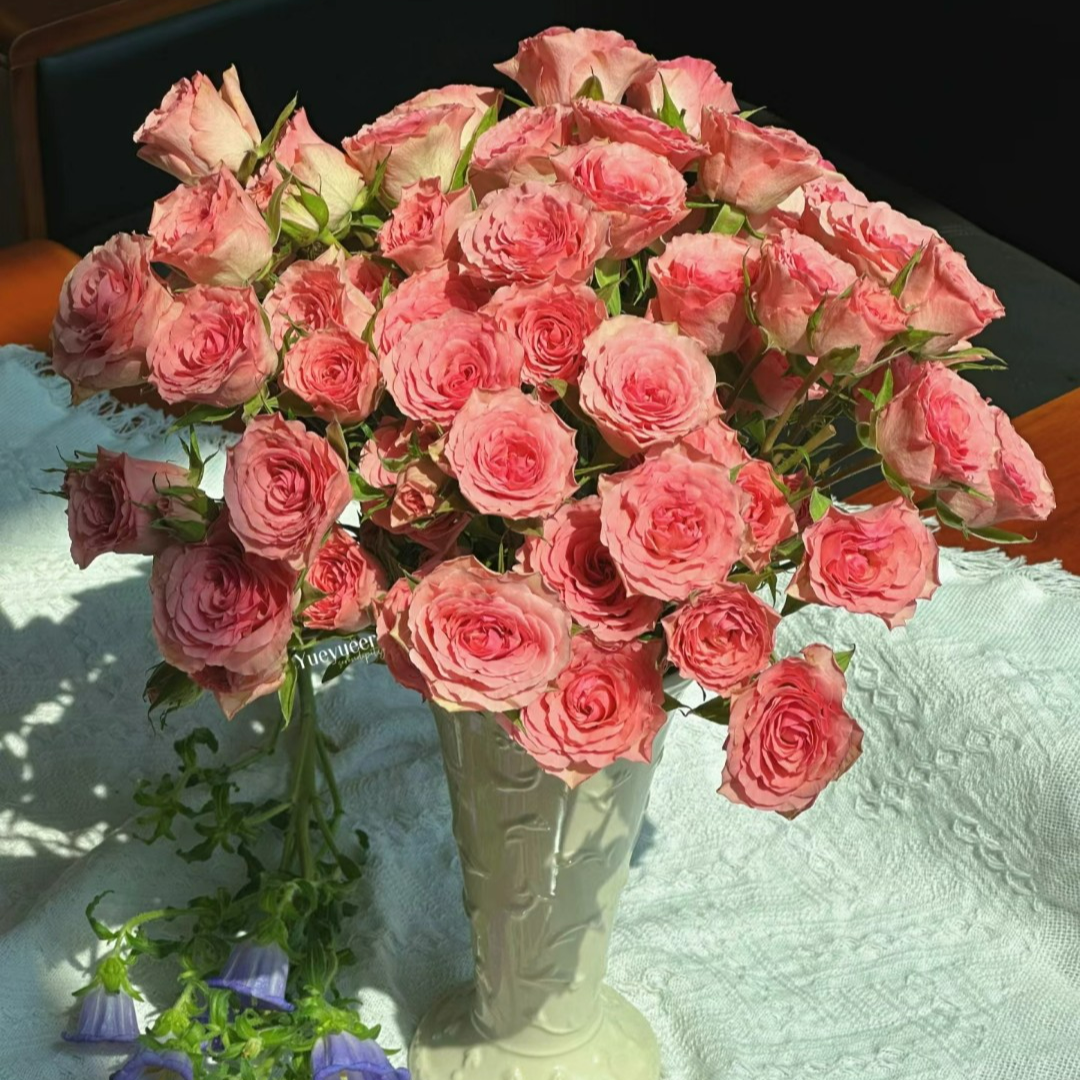 【落红起夏】玫瑰2单正价包邮，偏远地区有运费 云南鲜花基地直发