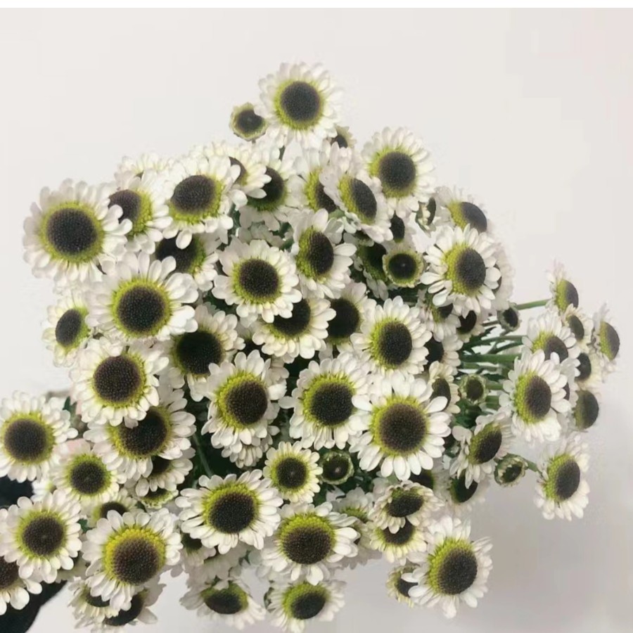 【熊猫眼】小菊家用鲜花/花束  云南鲜花基地直发