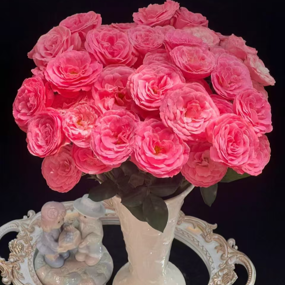 【穆里尔蕾丝】玫瑰鲜花/花束 云南鲜花基地直发