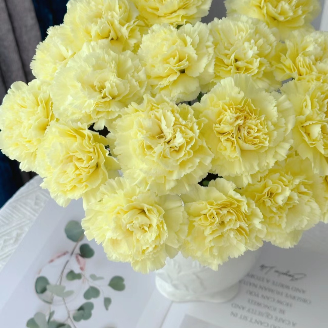 【黄色】康乃馨家用鲜花/花束   云南鲜花基地直发