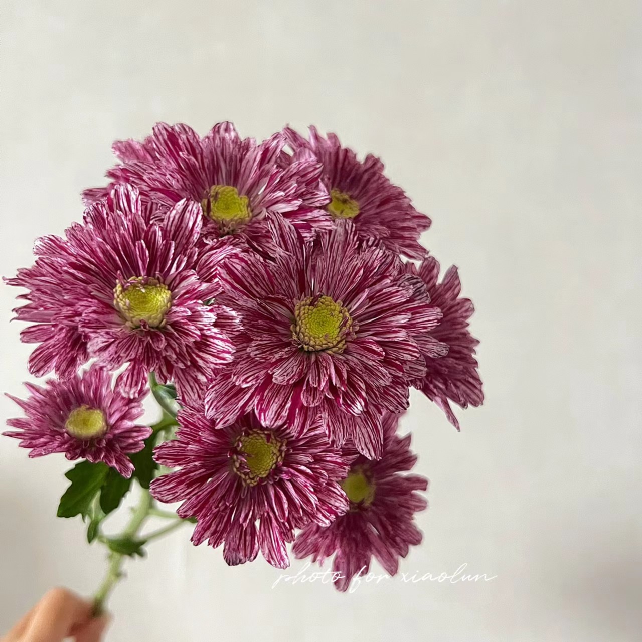 【宁静】小菊家用鲜花/花束   云南鲜花基地直发