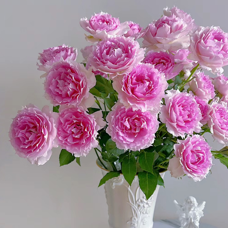 【单头粉天方】玫瑰2单正价包邮，偏远地区有运费