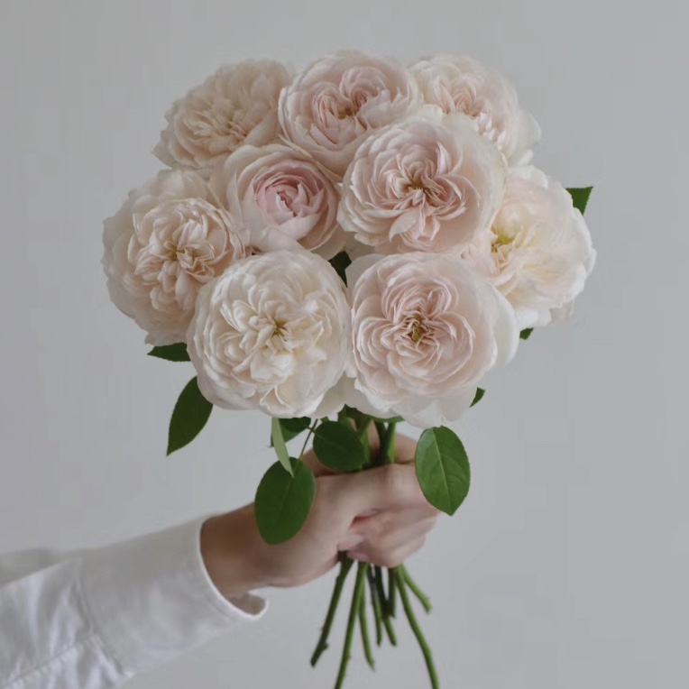 【月亮花结】多头玫瑰家用鲜花/花束  云南鲜花基地直发