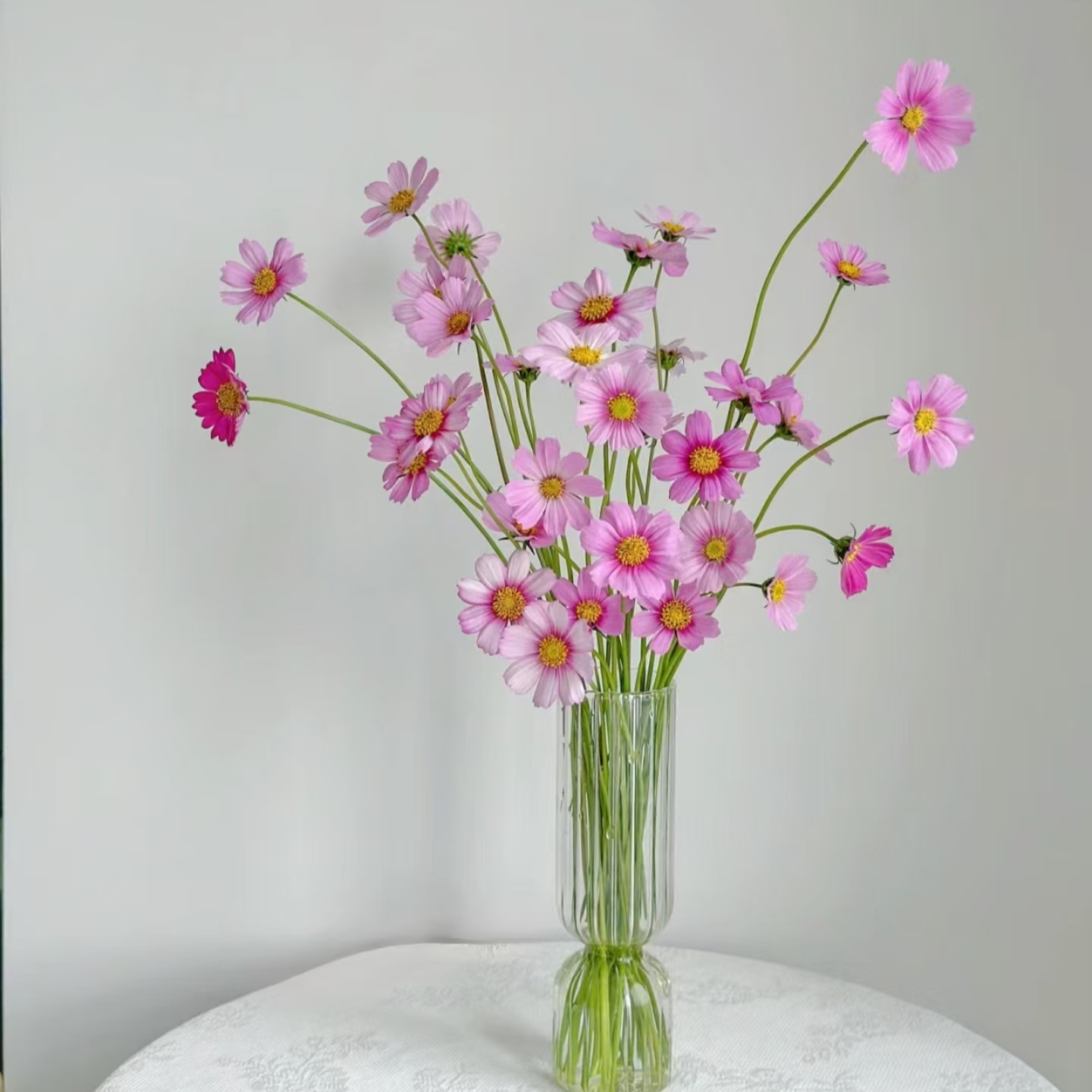 【格桑花】2单正价包邮，偏远地区有运费  云南鲜花基地直发