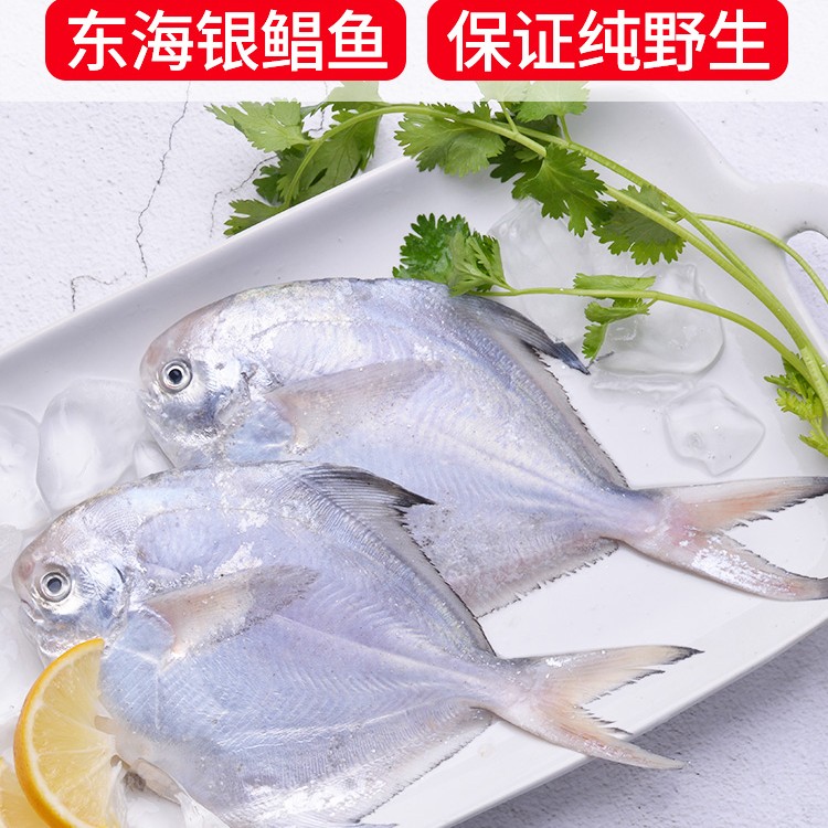 【嵊凯1店】舟山野生海捕银鲳鱼5-6两/条