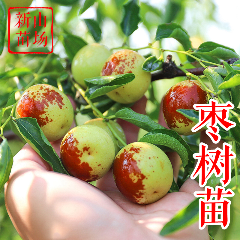 【枣树苗】冬枣 嫁接一代二代沾化冬枣葫芦酥脆蜂蜜油龙蟠枣子树苗