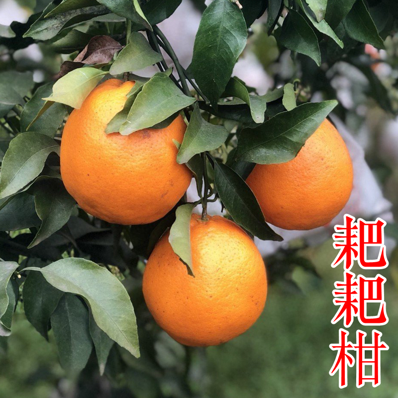 【春见耙耙柑树苗】 四川晚熟丑橘大雅柑粑粑柑橘桔子树苗