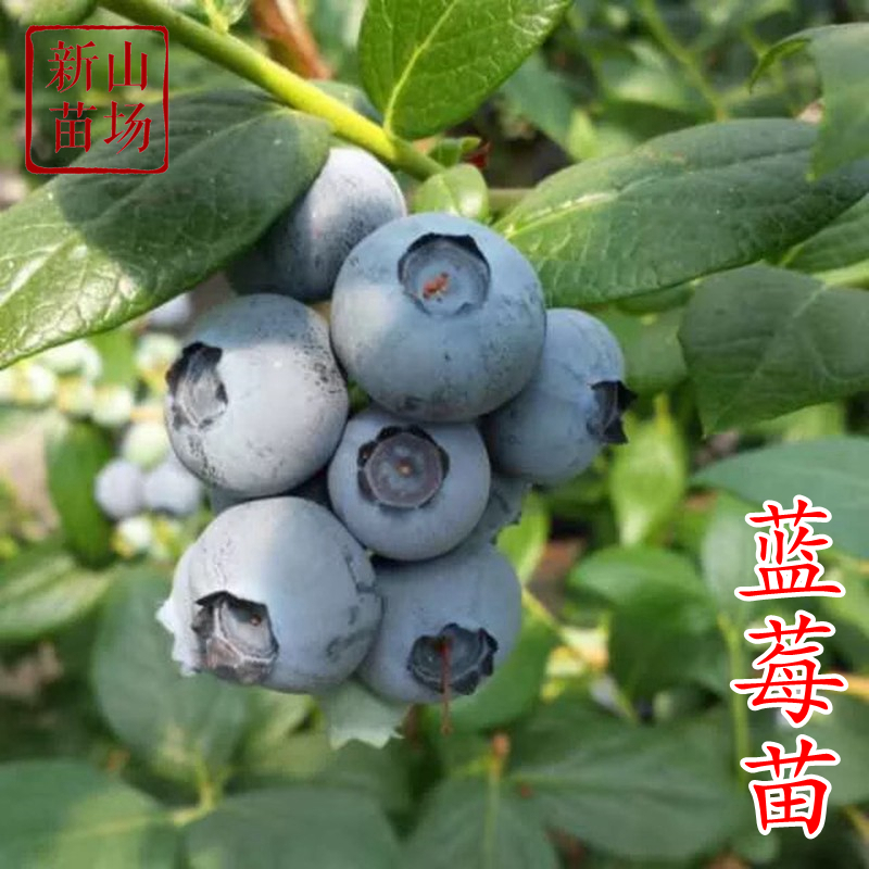 【蓝莓杯苗】法新云雀奥尼尔F6优瑞卡莱格西薄雾密斯梯蓝莓树苗