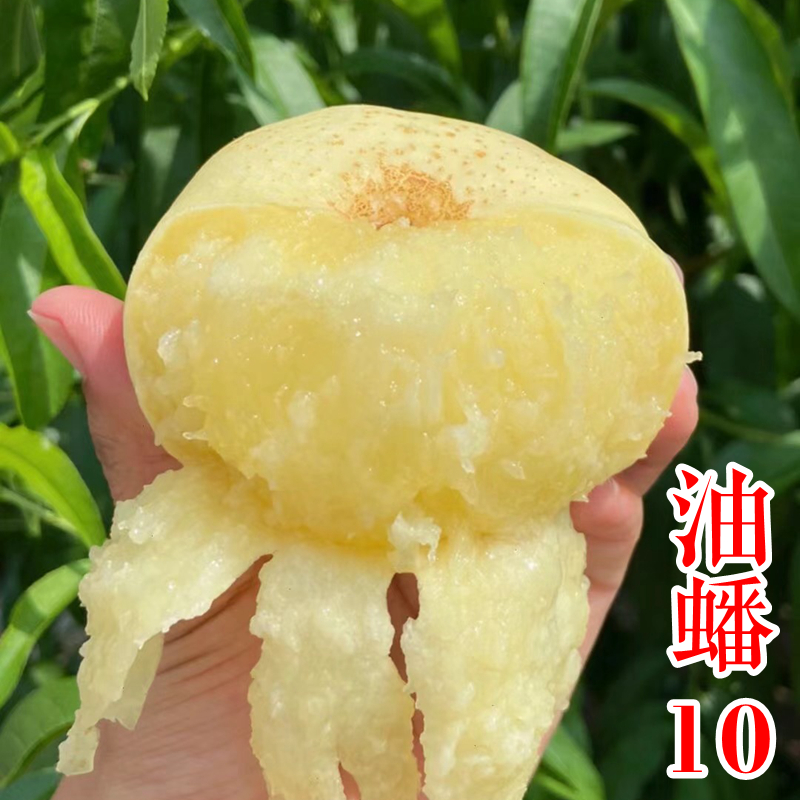【中油蟠10号桃苗】新品种油蟠十早熟奶油蟠桃子树苗简介绍新山苗场