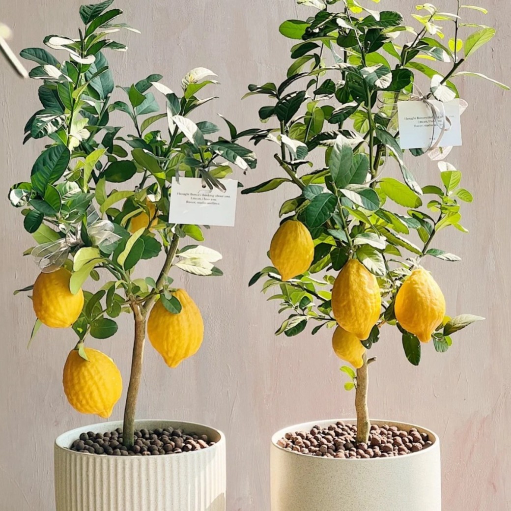 【香水柠檬苗】广东香水柠檬盆栽地栽丰产易管理香味浓柠檬树苗
