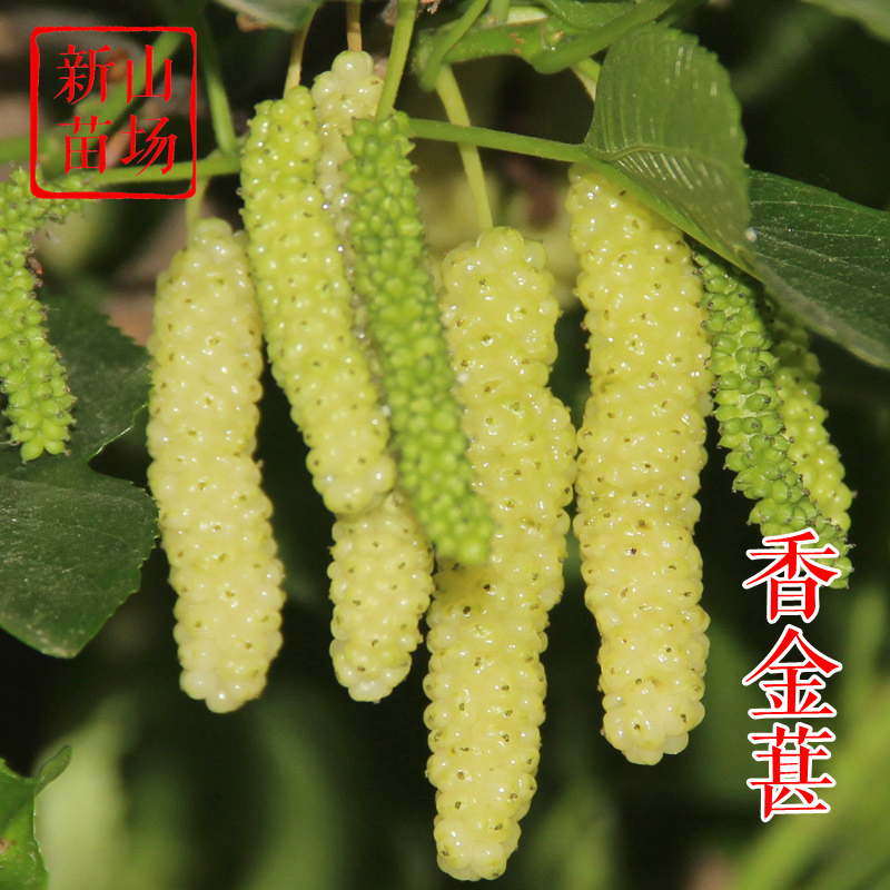 【香金葚果桑苗】新品种黄金桑香葚台湾白长果桑椹嫁接树苗