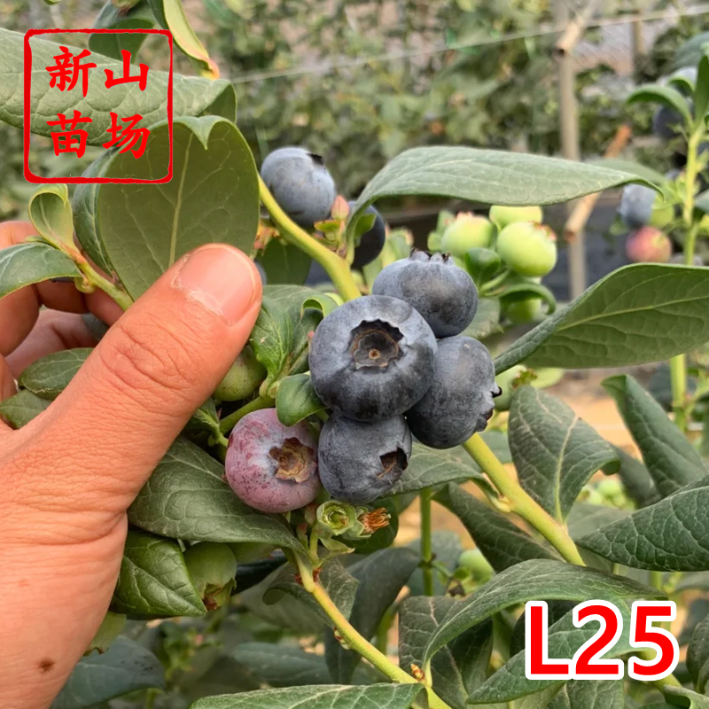 【L花香蓝莓苗】早熟大果优瑞卡25地栽盆栽树苗营养杯钵苗