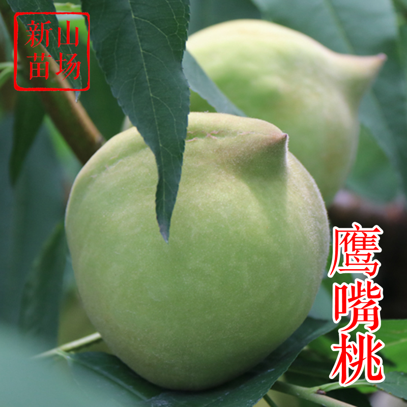 【鹰嘴桃苗】广东可种红花8月熟口感好易管理尖嘴桃子树苗