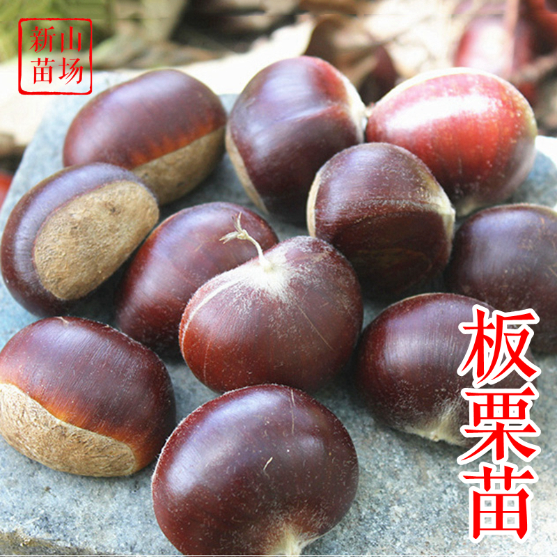 【板栗苗】锥栗毛板红大红袍建瓯油榛栗子苗南北方种植嫁接