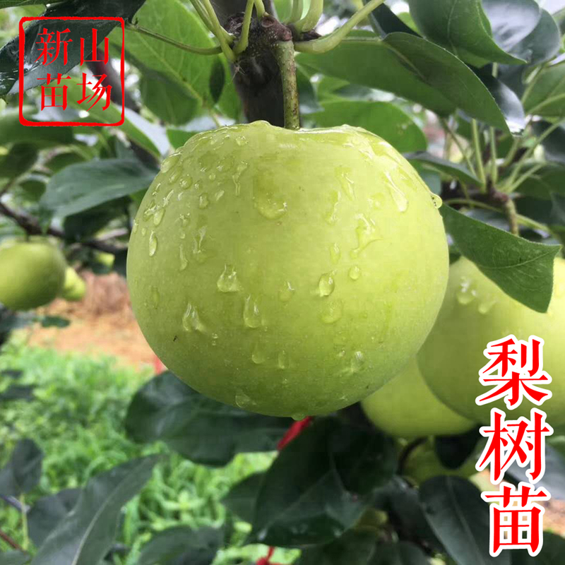 【梨树苗】新品种翠冠翠玉秋月超月苏翠花圆黄花新华山农酥梨树苗