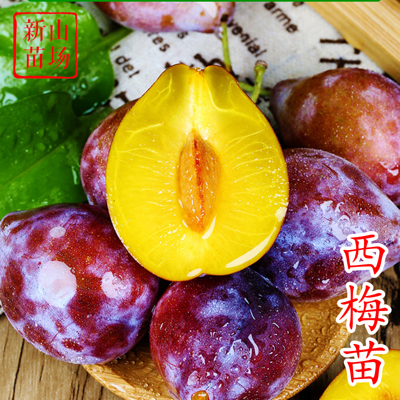 【西梅苗】法兰西塔尔玛女神蓝蜜艾琳娜红喜皇后卯爷莫妮卡西梅树苗