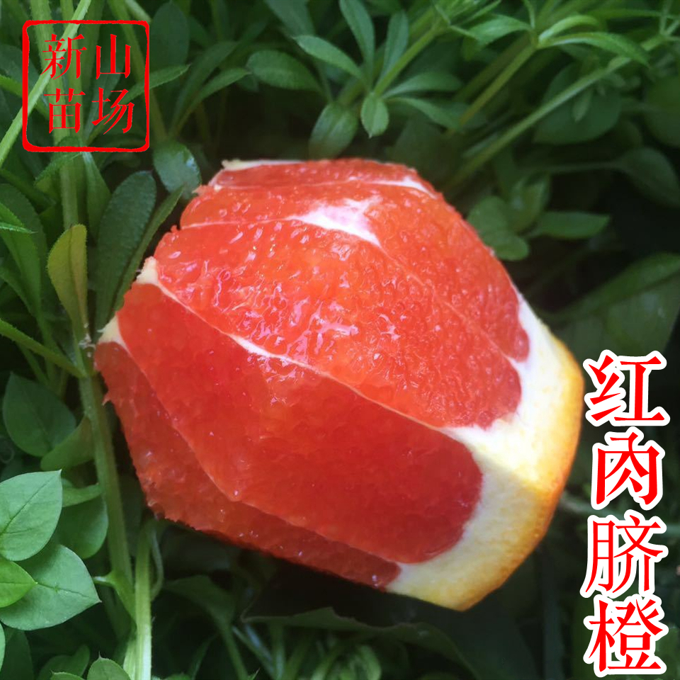 【红肉脐橙苗】卡拉卡拉秭归红肉血橙塔罗可甜橙子柑橘树苗