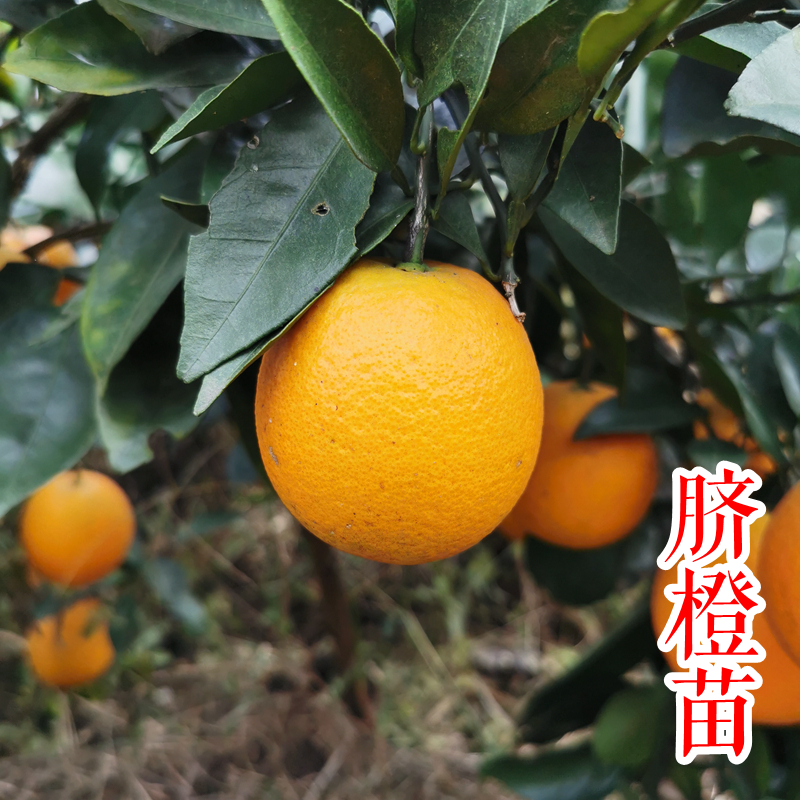 【脐橙树苗】纽荷尔脐橙赣南脐橙子树苗 柑橘1年苗浙江新山苗场