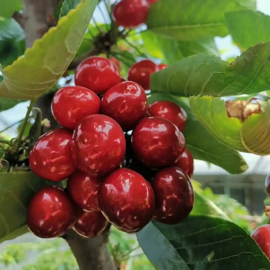 【车厘子苗】弗里斯科火箭黄蜜布鲁克斯红灯齐美早桑缇娜大樱桃树苗