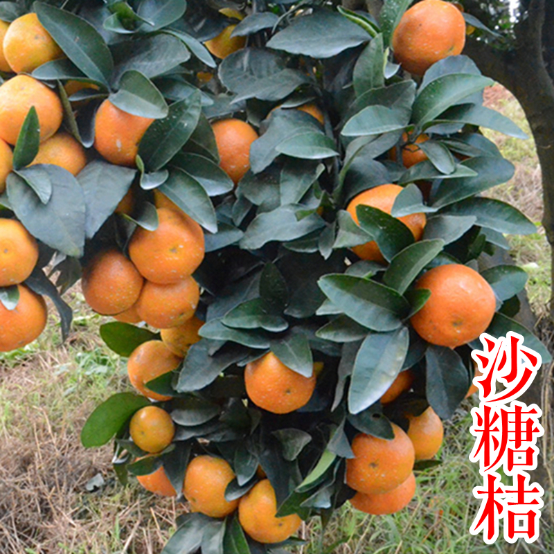 【沙糖桔苗】砂糖橘早熟无核柑橘柑桔子树苗栽培 浙江新山苗场