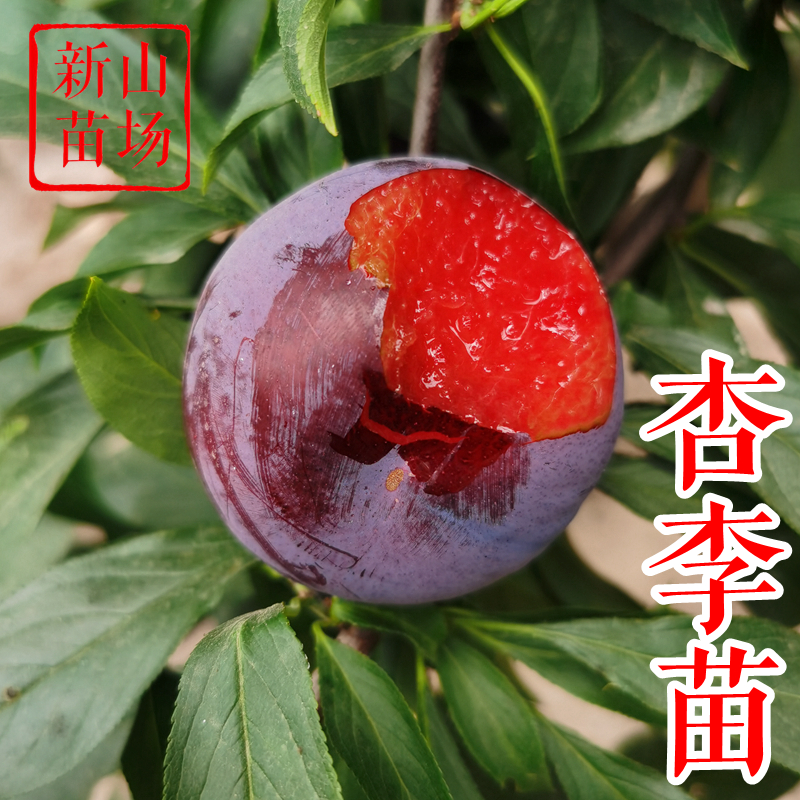 【杏李树苗】恐龙蛋味帝风味玫瑰味厚味馨味王红香妃美国杏李子树苗