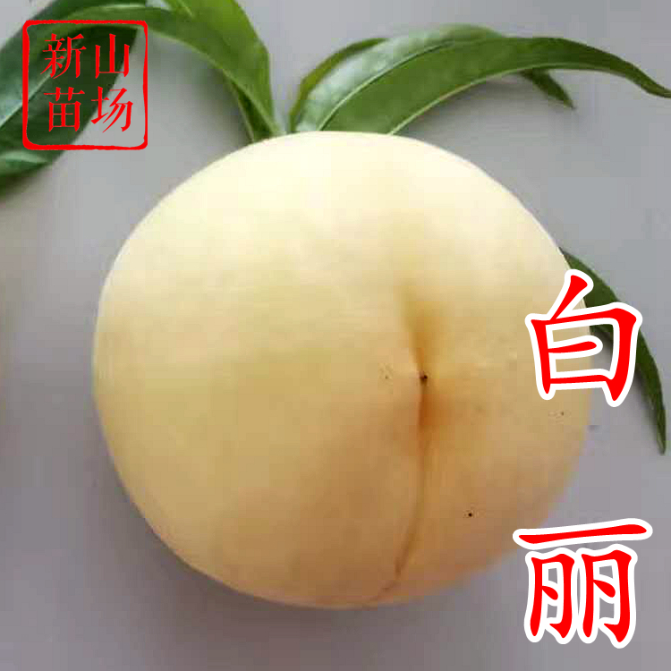 【白丽桃苗】8月大果奉化水蜜桃肉质细腻味甜晚熟品种桃子树苗