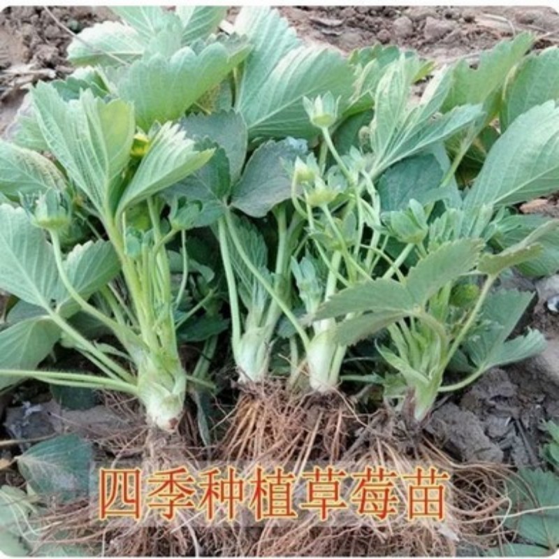 四季草莓苗奶油红颜草莓秧盆栽带土食用南北方阳台庭院当年结果苗