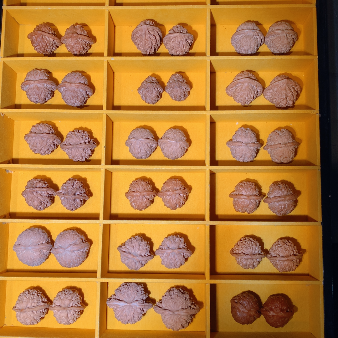 精品文玩核桃一对