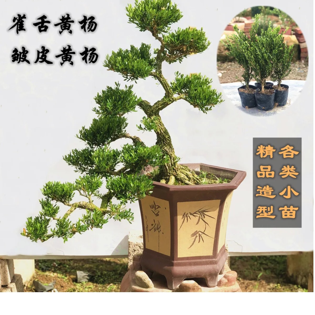黄杨花卉艺术盆景绿色春季精品带土栽培裸根开花常绿植物养护花期