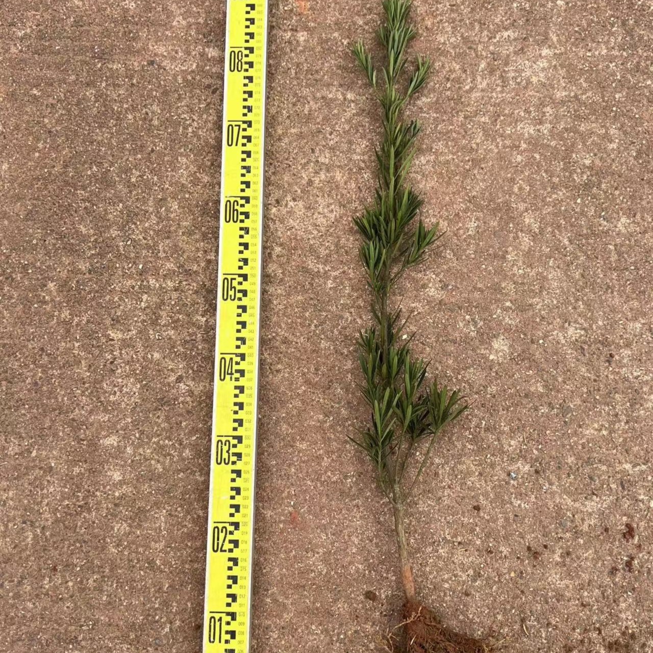 罗汉松树苗50-80公分罗汉松小苗四季常青满3棵包邮（不含盆）绿色