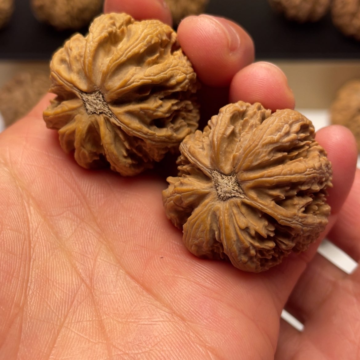 【闪购商品】秦玲的核桃核雕