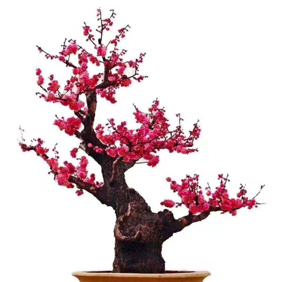 海棠花，梅花，耐寒耐旱植物花卉盆栽（一物一拍）