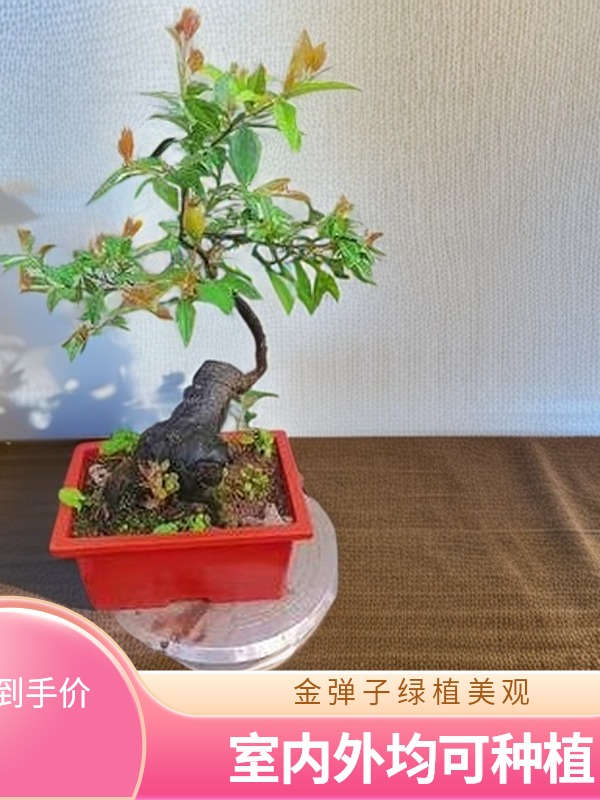 金弹子盆栽观果植物室内外观赏花卉易养活
