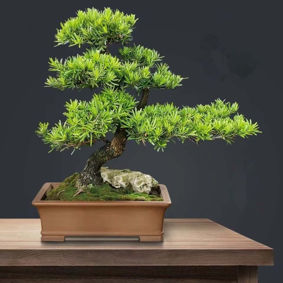 【一物一拍】微盆景黑松盆景造型盆栽罗汉松真柏黄杨杂木造型盆景
