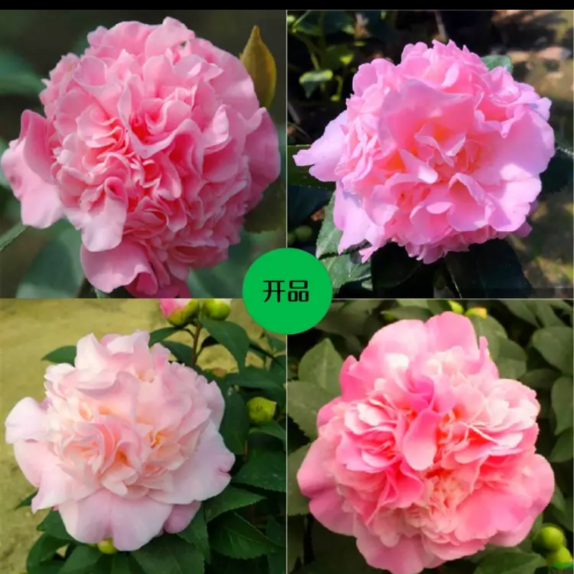 香妃茶花盆栽带花苞浓香型粉色花四季花叶常青养护耐寒庭院冬季