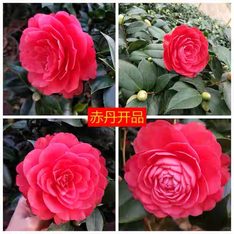 红赤丹茶花红色喜庆盆栽四季常绿冬季开花耐寒耐热室内外可摆放