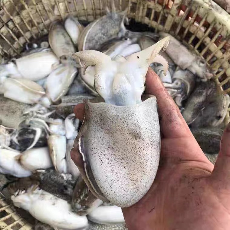 东海野生海捕新鲜长拐小墨鱼4斤顺丰冷链包邮低温冻发